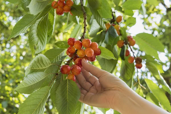 Picking cherry — Stock Photo, Image