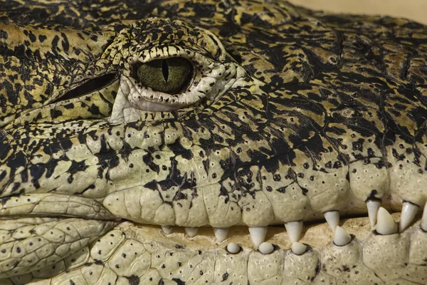 Alligator ogen en tanden detail — Stockfoto