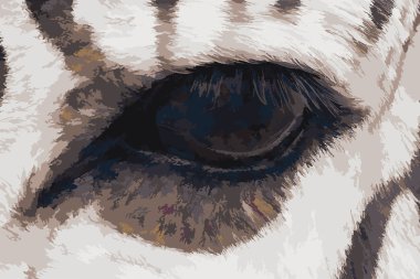 Zebra göz vektör çizim