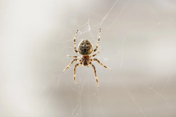 Spinnen — Stockfoto