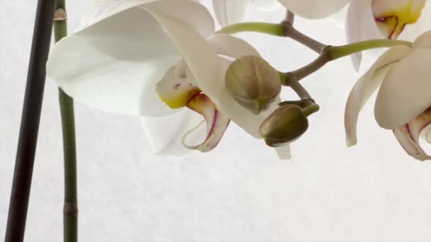 Orchid blomstrende – Stock-video