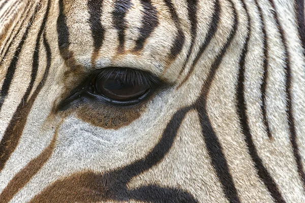 Zbliżenie oczu Zebra — Zdjęcie stockowe