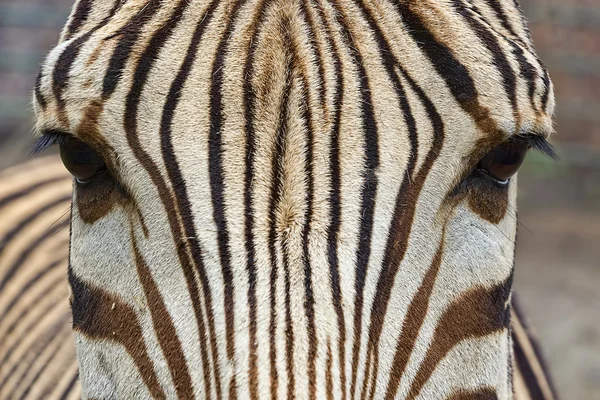 Zebra cabeça close-up — Fotografia de Stock