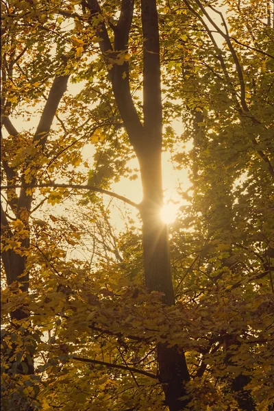 Soleil et arbres d'automne — Photo