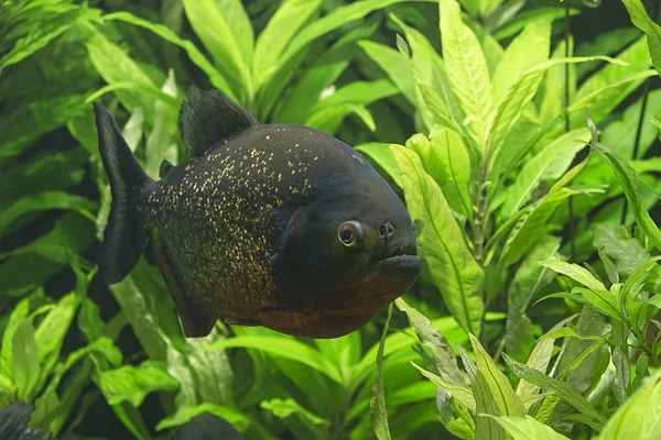 Portrait of piranha — Stock Photo, Image