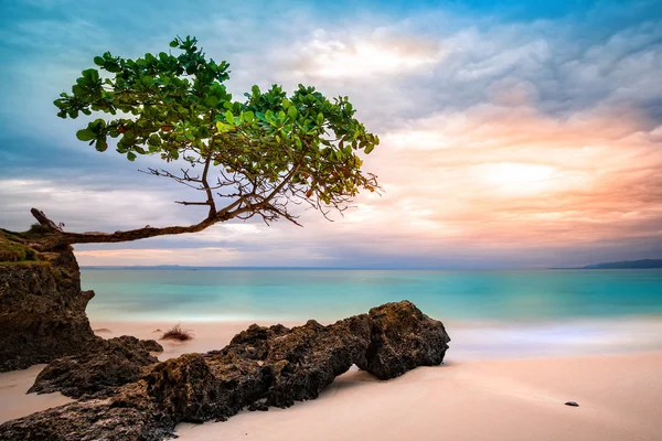 Exotische Meereslandschaft mit Meertraubenbaum — Stockfoto