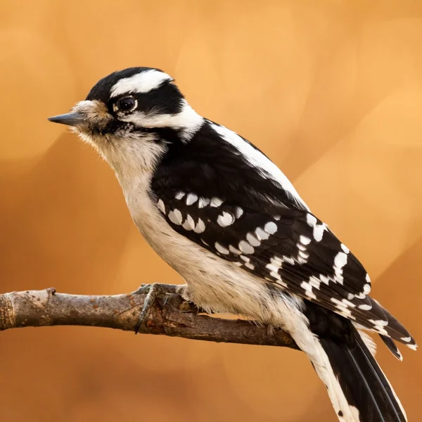 Downy Woodpecker gros plan — Photo