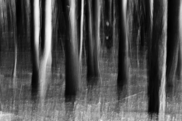 Forêt picturale abstraite en noir et blanc — Photo