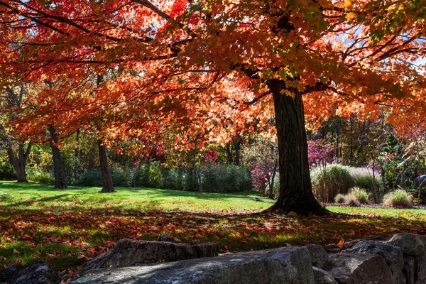 Träd med röda hösten bladverk — Stockfoto