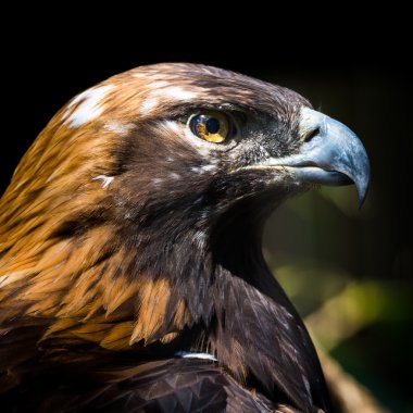 Portrait of a Golden Eagle clipart