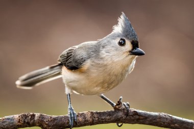 Tufted titmouse perched clipart