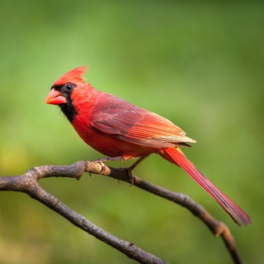 Male Northern Cardinal clipart