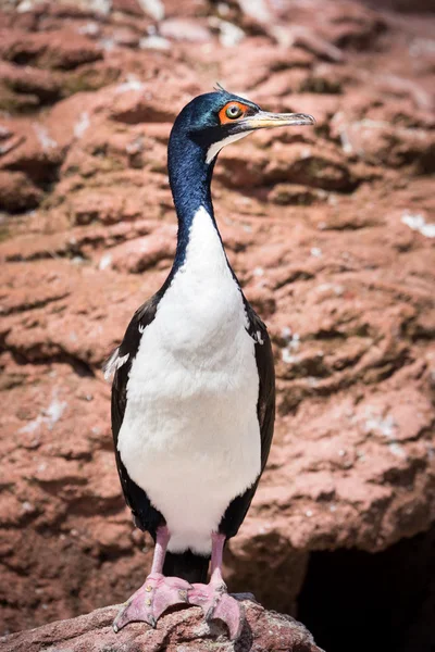 Guanay cormoran debout sur un rocher . — Photo