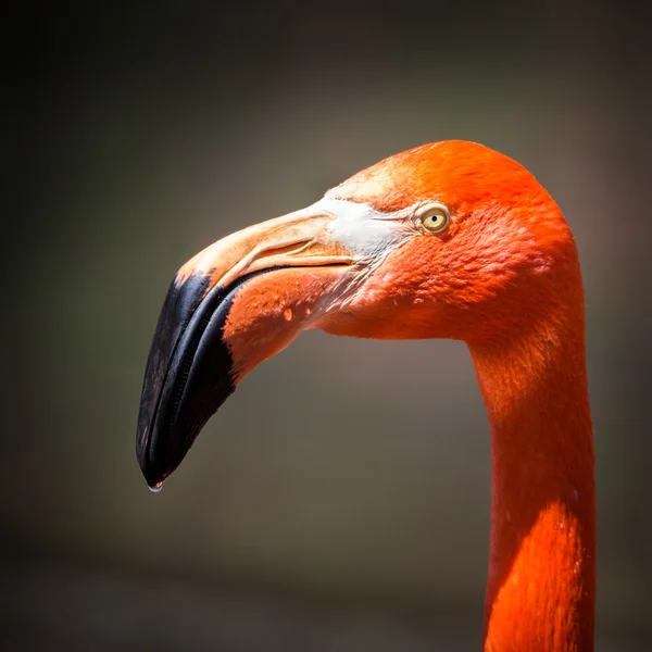 O Flamingo americano (Phoenicopterus ruber ) — Fotografia de Stock