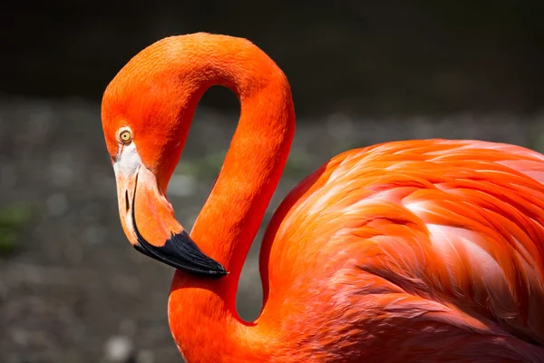 De Amerikaanse Flamingo (Phoenicopterus ruber) — Stockfoto