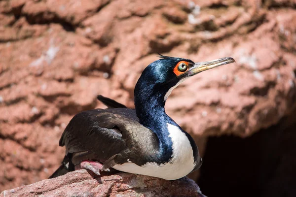 Guanay Cormorant assis sur un rocher — Photo