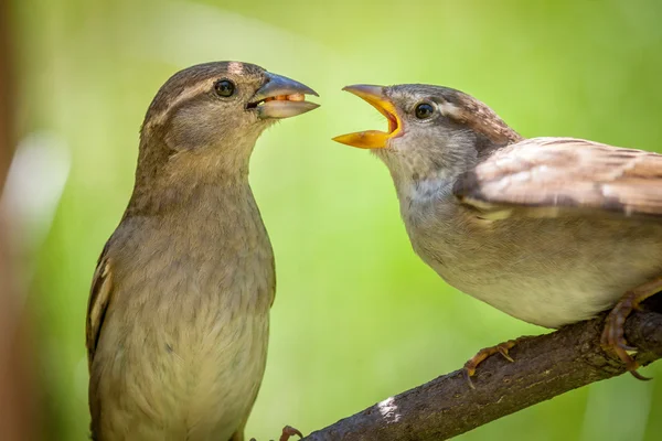 Dům Finch pár — Stock fotografie