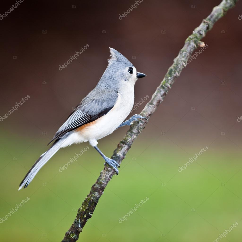 Tufted Titmouse Perched Stock Photo Image By C Mandritoiu Tufted Titmouse Perched Stock Photo Image By C Mandritoiu