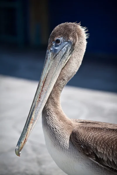 Profil porträtt av en amerikansk pelican — Stockfoto