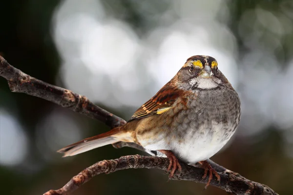 Sparrow cu gât alb — Fotografie, imagine de stoc