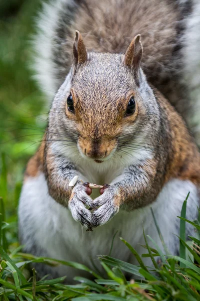 Oostelijke grijze eekhoorn — Stockfoto