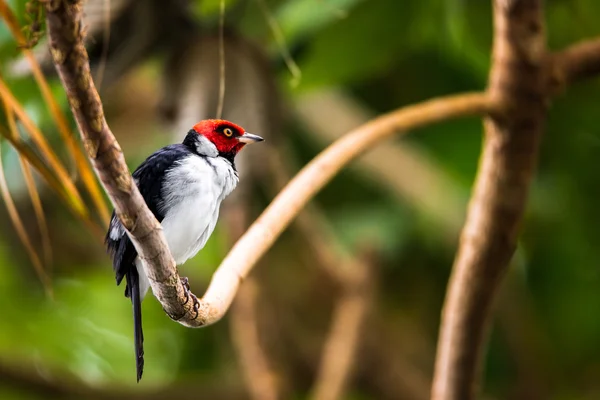 Cardenal con capucha roja — Foto de Stock