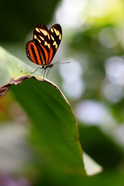 Tiger-Mimic Queen Lycorea Celobaea mariposa — Foto de Stock