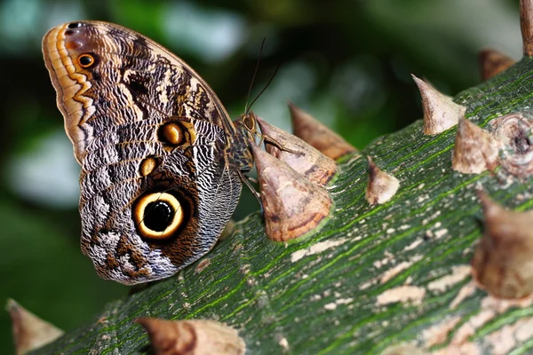 フクロウの蝶のクローズアップ — ストック写真