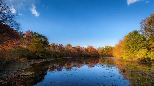 Great Swamp reservation — ストック写真