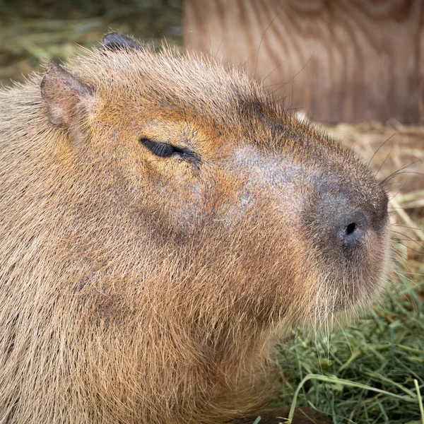 Capybara portrait. Native of South America