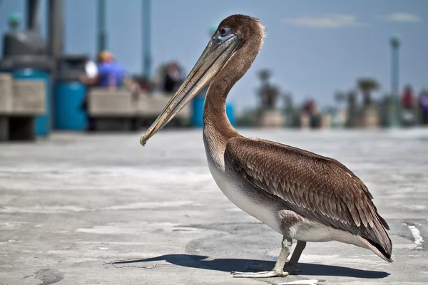 Amerikanska pelican stående — Stockfoto
