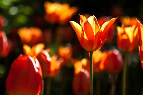Orange tulip in Central Park