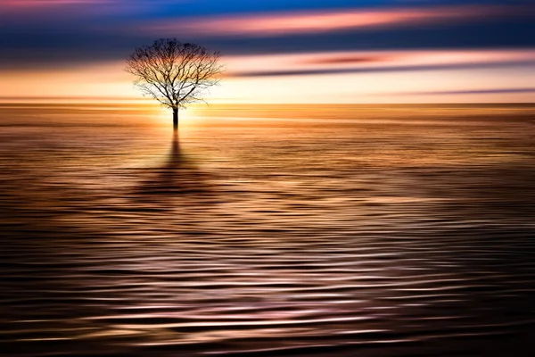 Artistic seascape with a lone flooded tree — Stock Photo, Image