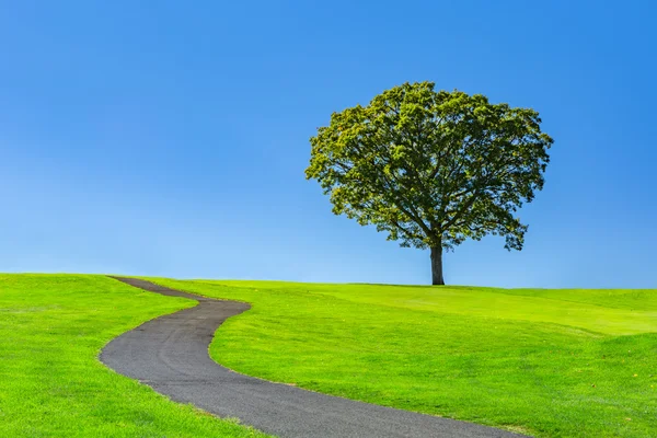 Árbol solitario en un prado verde —  Fotos de Stock