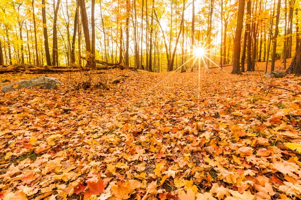 Hojas caídas y follaje de otoño —  Fotos de Stock