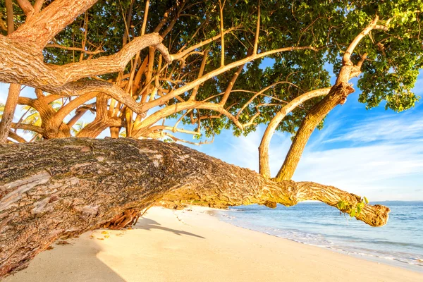 Sea grape tree leans above a sandy beach — Stock Photo, Image