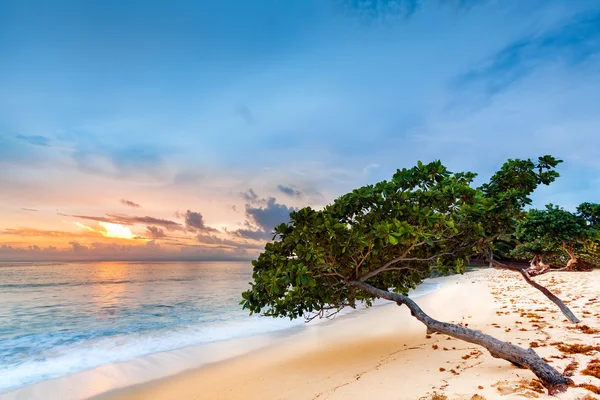 Sea grape stromy, naklonil se nad písečnou pláží Karibiku — Stock fotografie