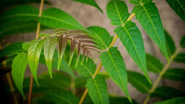 Bitkiler, çiçekler, yapraklar, dallar, ağaçlar, çalılar, çimenler