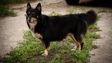 İçeride, sokakta, sokak köpeklerinde, dört bacaklı arkadaşlarımızda..