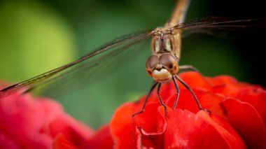 Yazın şeffaf kanatları olan güzel yusufçuk.