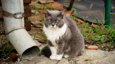 İçeride, dışarıda, sokak kedileri, dört ayaklı dostlarımız.