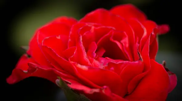 Planten Bloemen Bladeren Takken Bomen Struiken Gras — Stockfoto