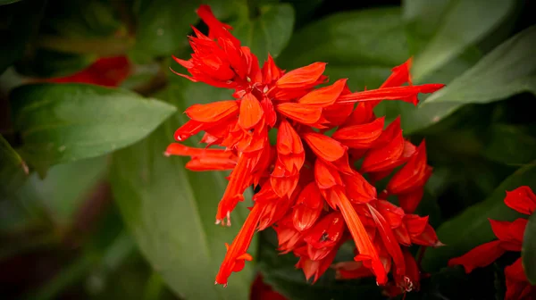 Plantas Flores Hojas Ramas Árboles Arbustos Hierba — Foto de Stock