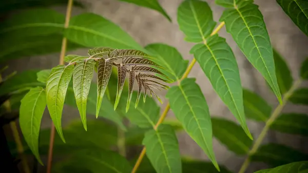 Piante Fiori Foglie Rami Alberi Arbusti Erba — Foto Stock