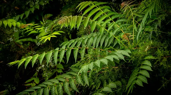 Piante Fiori Foglie Rami Alberi Arbusti Erba — Foto Stock