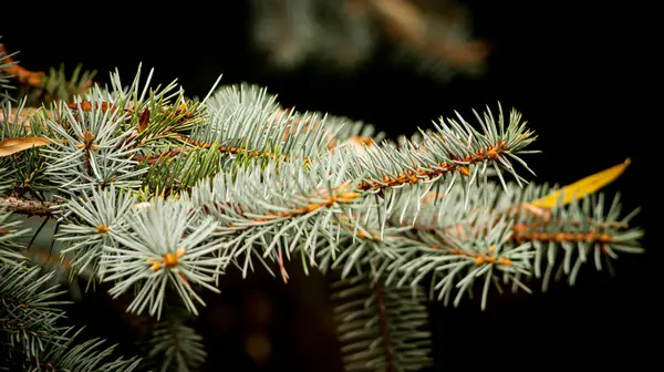 Piante Fiori Foglie Rami Alberi Arbusti Erba — Foto Stock