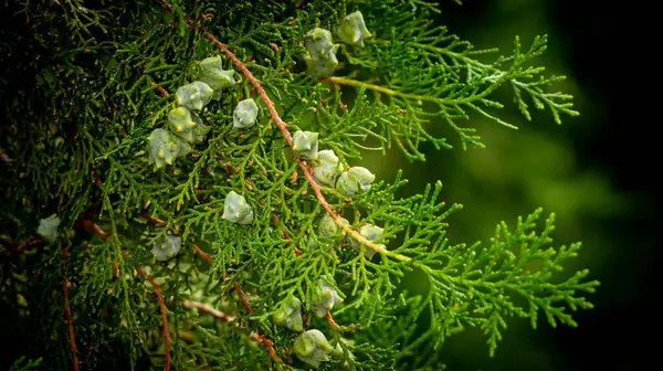 Piante Alberi Rami Foglie Frutti — Foto Stock