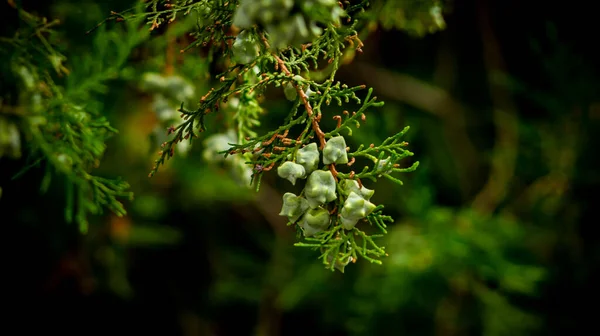 Piante Alberi Rami Foglie Frutti — Foto Stock