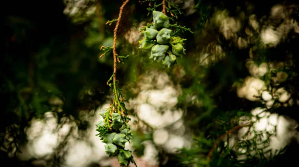 植物木木木枝葉果実 — ストック写真