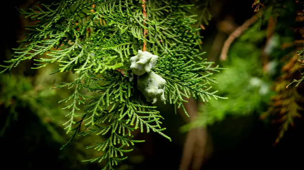 Piante Alberi Rami Foglie Frutti — Foto Stock